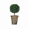 Alberello decorativo Aube