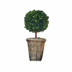 Alberello decorativo Aube