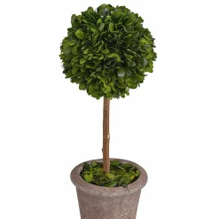 Alberello decorativo Aube