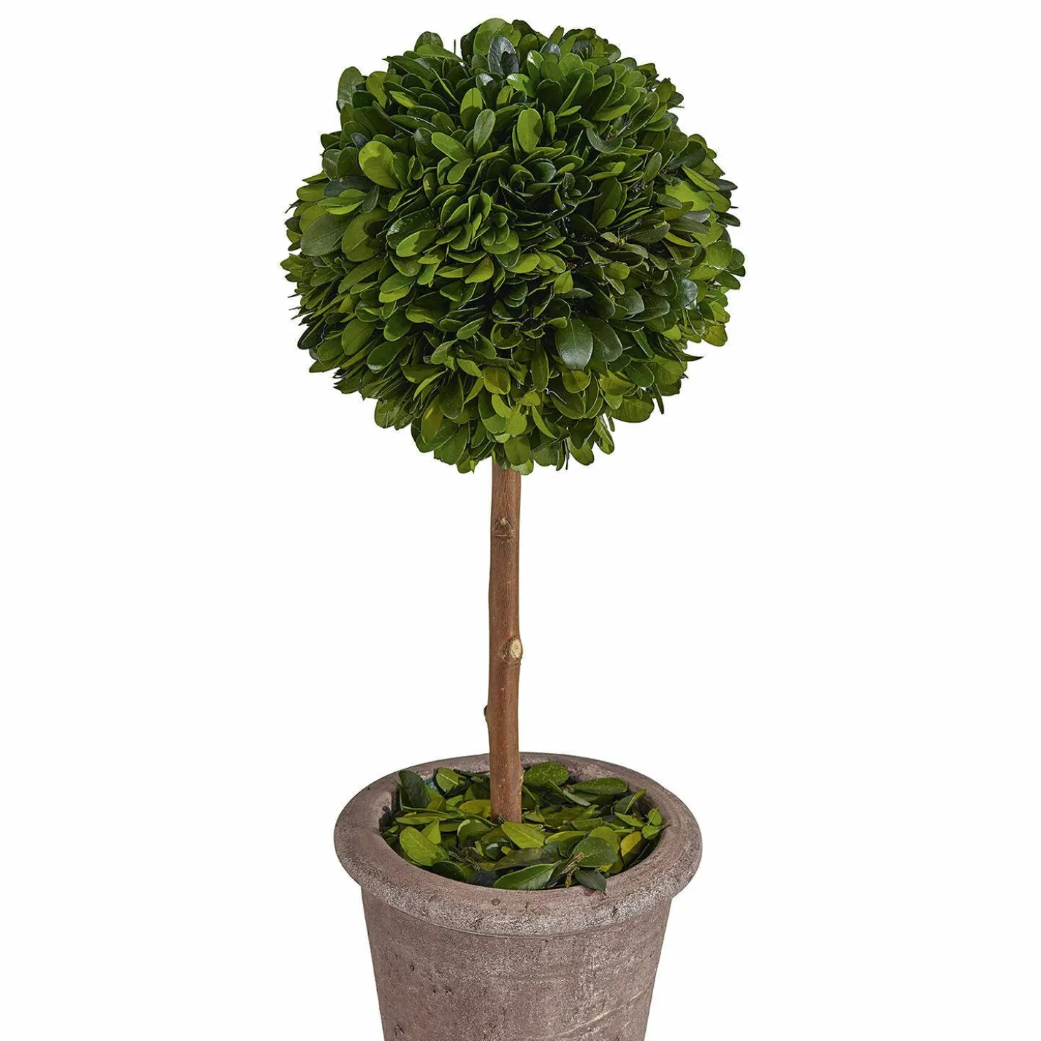 Alberello decorativo Aube