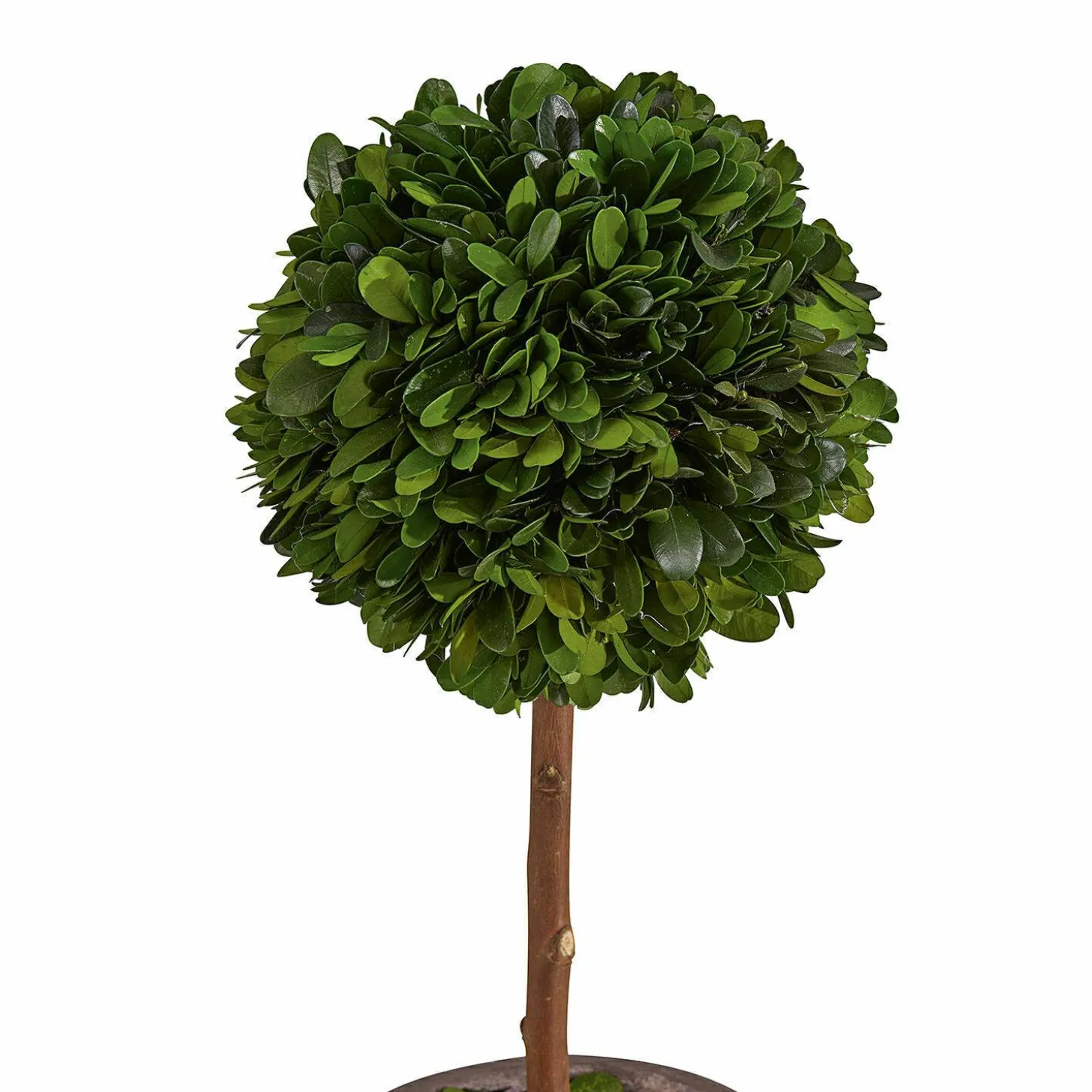 Alberello decorativo Aube