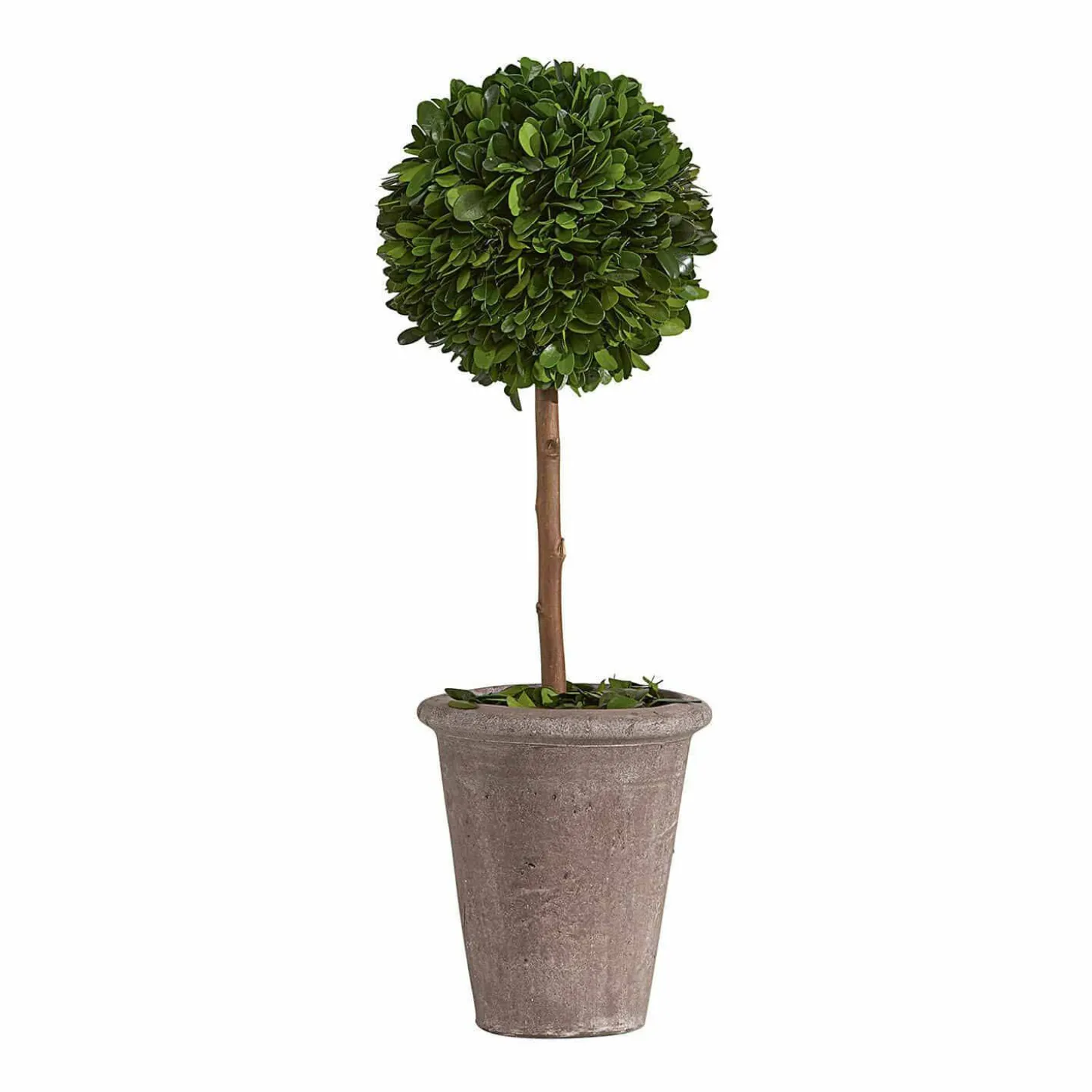 Alberello decorativo Aube