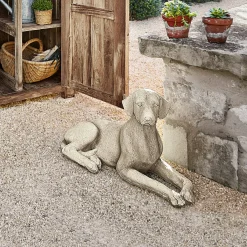 Cane Socrate