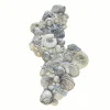 Conchiglie decorative Potnarvin