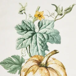 Coppia di canovacci Pavolinos