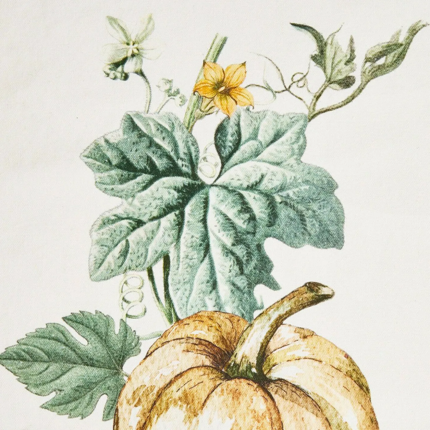 Coppia di canovacci Pavolinos