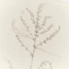 Coppia di quadri Maevara