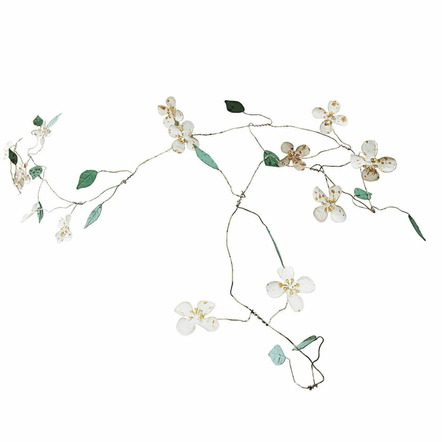 Festone Sambucus