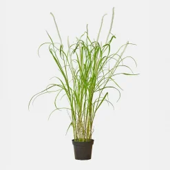 Giunco decorativo Clarisa
