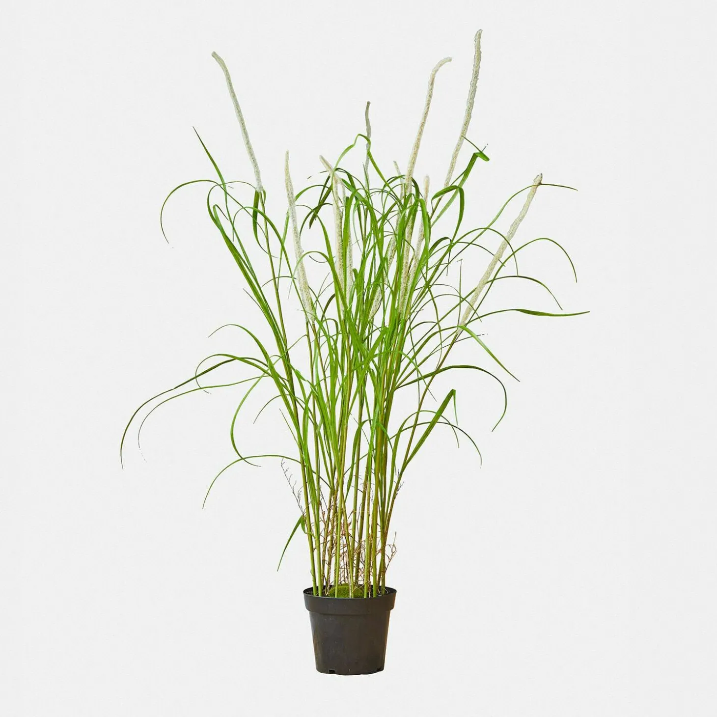 Giunco decorativo Clarisa