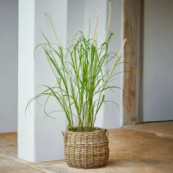 Giunco decorativo Clarisa