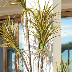 Pianta decorativa in vaso Ancerac