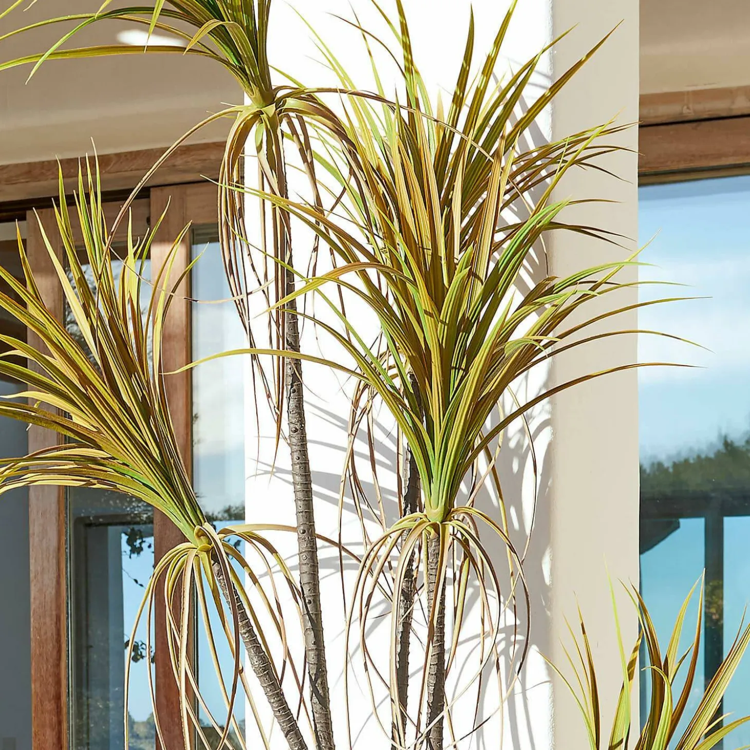 Pianta decorativa in vaso Ancerac