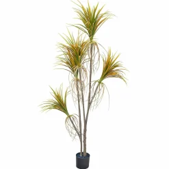 Pianta decorativa in vaso Ancerac