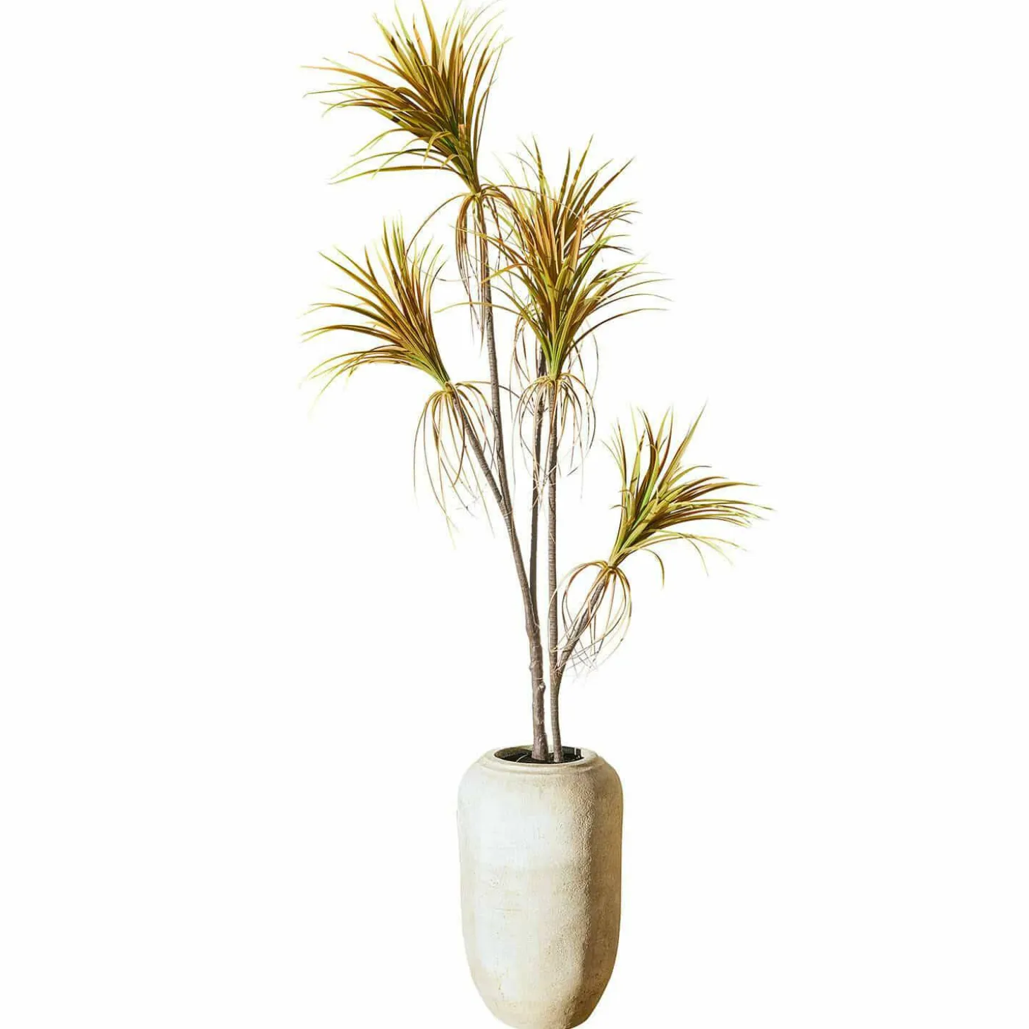 Pianta decorativa in vaso Ancerac