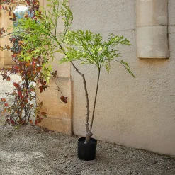 Pianta decorativa in vaso (seconda scelta) Avenelle