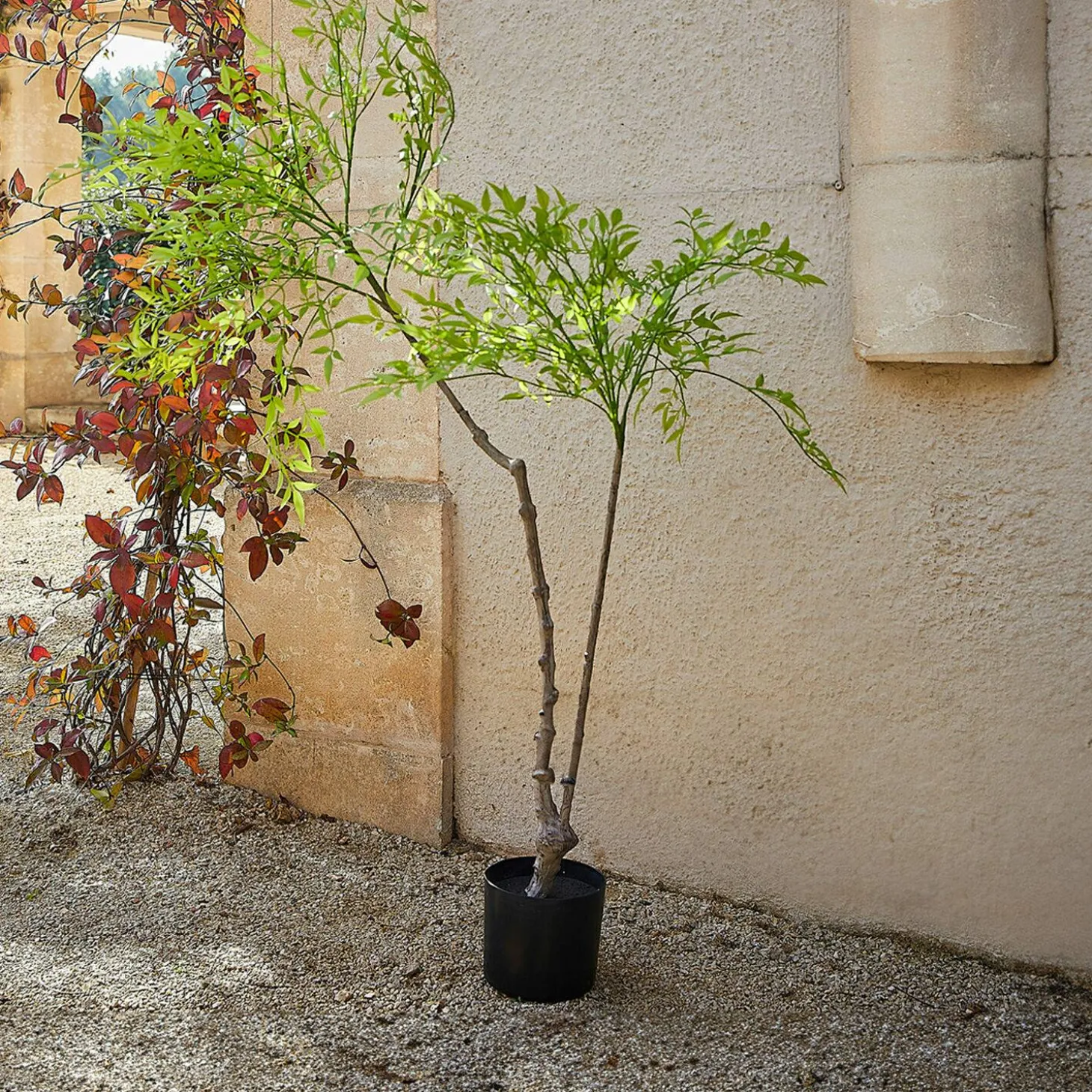 Pianta decorativa in vaso (seconda scelta) Avenelle