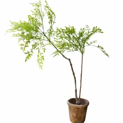 Pianta decorativa in vaso (seconda scelta) Avenelle