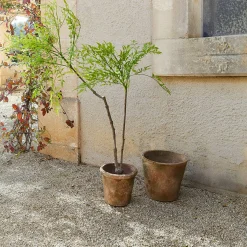Pianta decorativa in vaso (seconda scelta) Avenelle