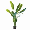 Pianta decorativa Lennidas