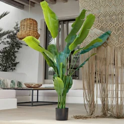 Pianta decorativa Lennidas