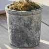 Pianta in vaso decorativa Mariuccia