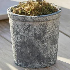 Pianta in vaso decorativa Mariuccia