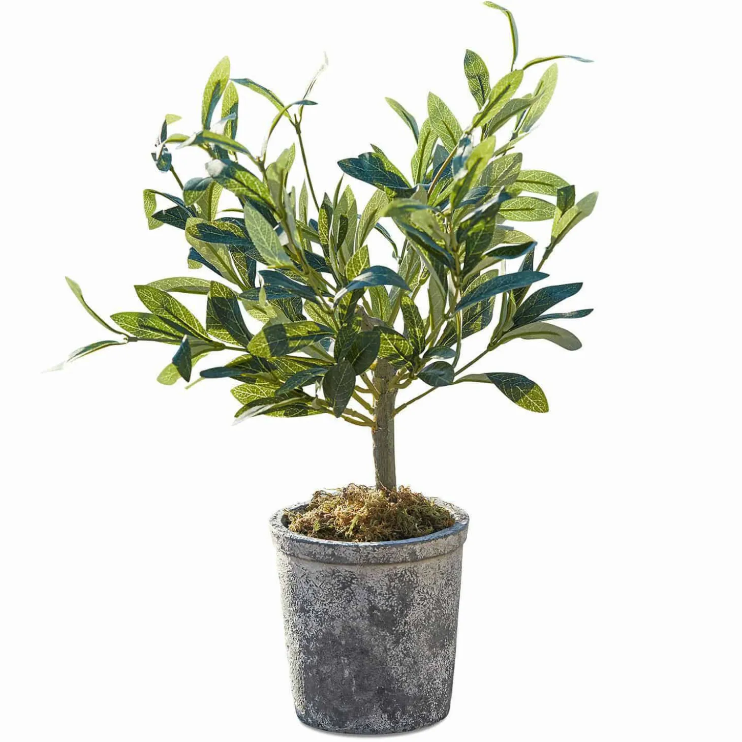 Pianta in vaso decorativa Mariuccia