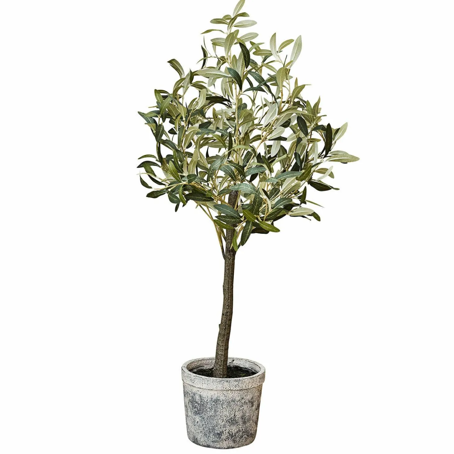 Pianta in vaso decorativa Mariuccia