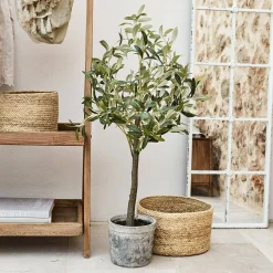 Pianta in vaso decorativa Mariuccia