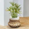 Portavaso Amariel
