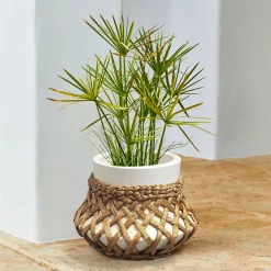 Portavaso Amariel