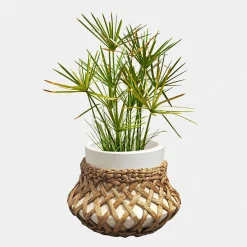 Portavaso Amariel