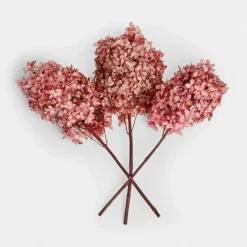 Set di 3 fiori secchi Amélorie