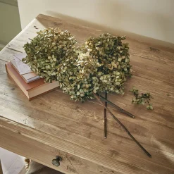 Set di 4 fiori secchi Brissonne