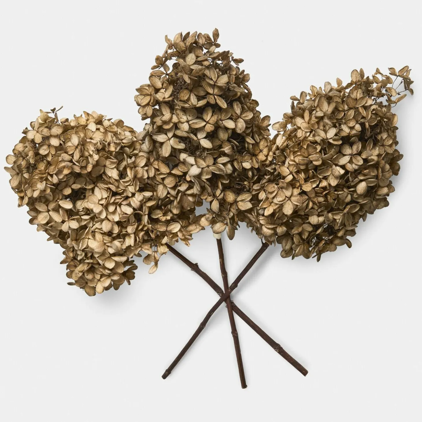 Set di 4 fiori secchi Brissonne