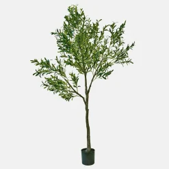 Ulivo decorativo Faelira