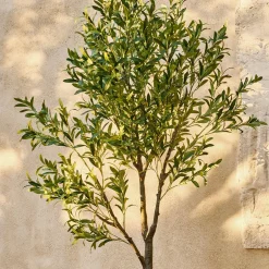 Ulivo decorativo Faelira