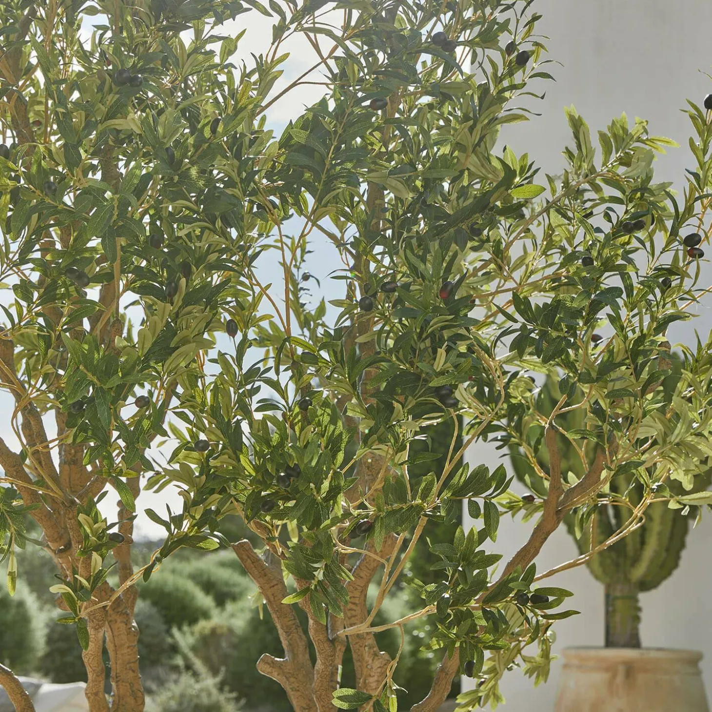 Ulivo decorativo Nolaria